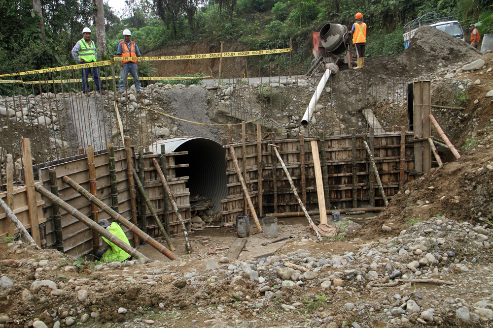 armico guayacán
