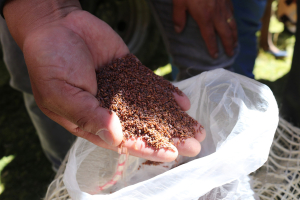 Prefectura entregó semillas de pasto mejoradas en Saquisilí