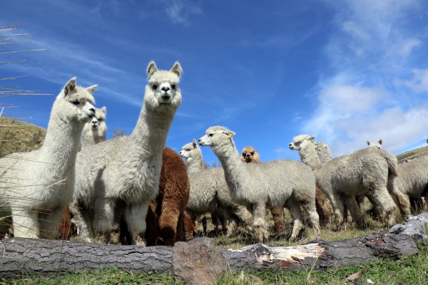 Pàramo de Maca para la crinaza de Alpacas