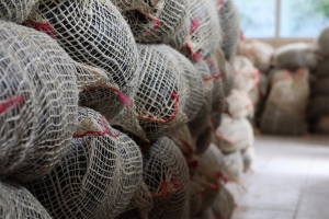 GADPC favorece a más de 120 hectáreas de cultivos con semillas mejoradas